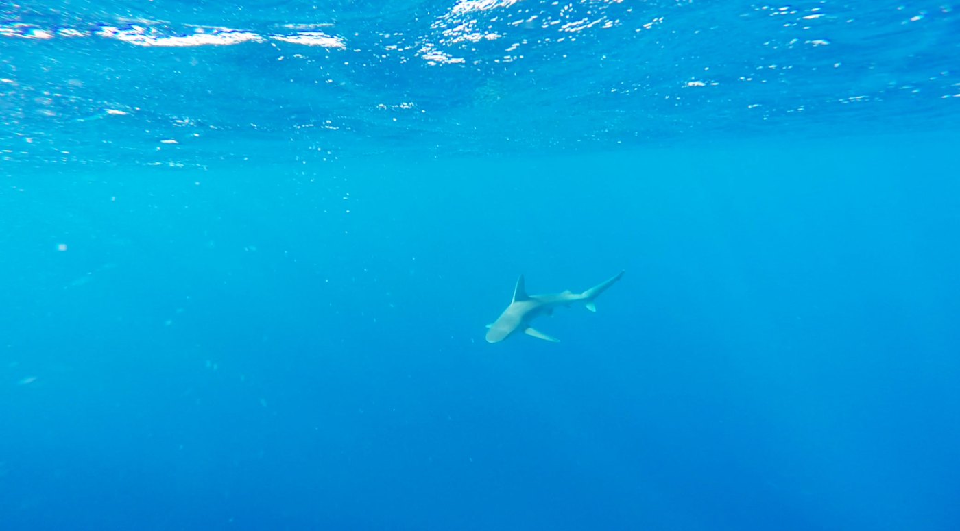 a shark swimming in blue water