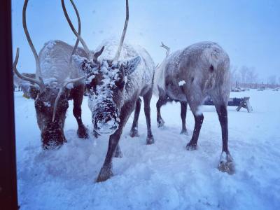 a herd of horses standing on top of a snow covered field