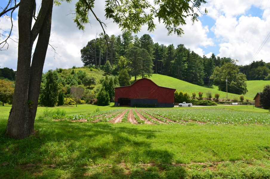 a close up of a lush green field